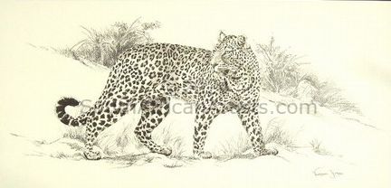 Big 5 Leopard