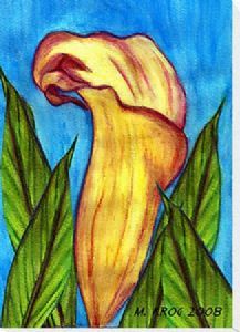 "Yellow Arum Lily"