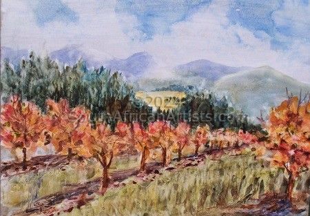 Persimmon Orchard