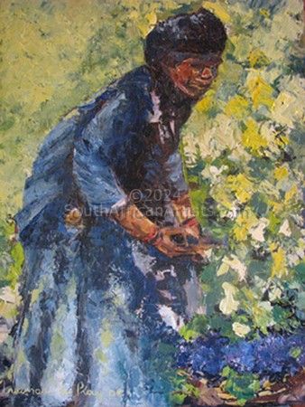 Xhosa Woman Picking Grapes