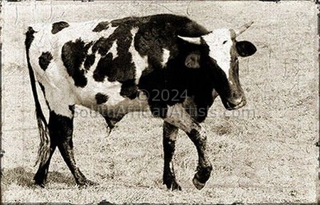 Vintage Cow 1