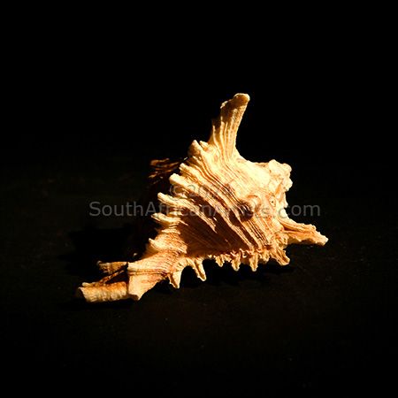 Spiky Shell