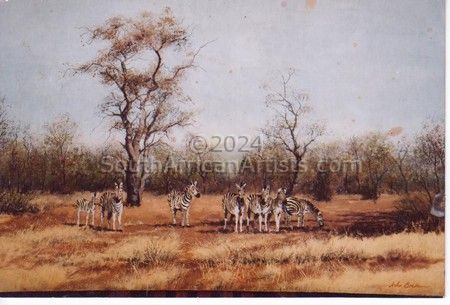 Zebras in Bushveld