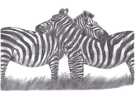 Zebra Passion