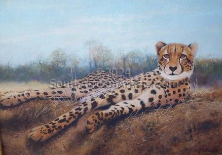 Cheetah on Ant Hill