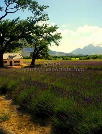 Cape Lavender