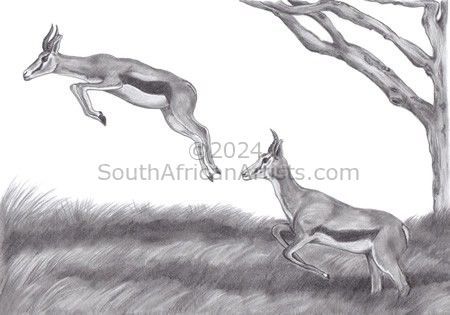 Springbok Leap