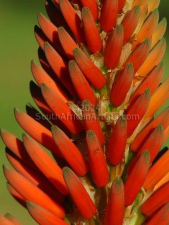 South African Aloe