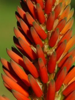 "South African Aloe"