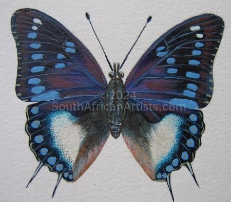 Blue Spotted Charaxes