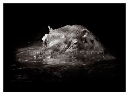 Hippopotamus in Pool