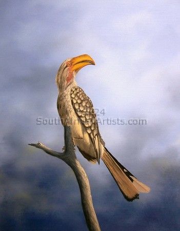 Jeeves - Yellow Billed Hornbill