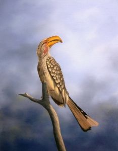 "Jeeves - Yellow Billed Hornbill"