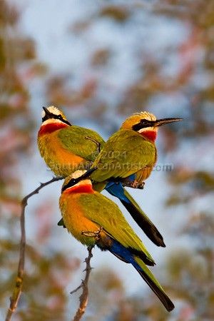 Bee-eater Trio