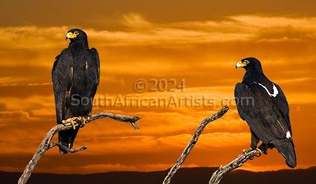 Royal Flush - African Black Eagles