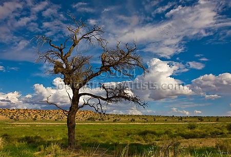 Kalahari Moods - Passing Storm