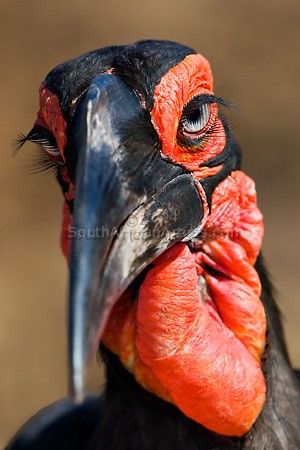 Eyes on You - Ground Hornbill