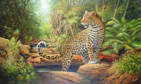 Baviaanskloof Leopard