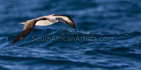 Albatross of the Deep Blue