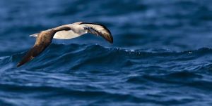 "Albatross of the Deep Blue"