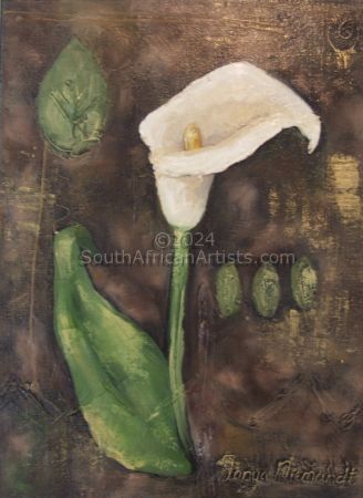 Arum Lily 3