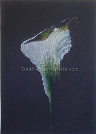 The First Arum Lilly