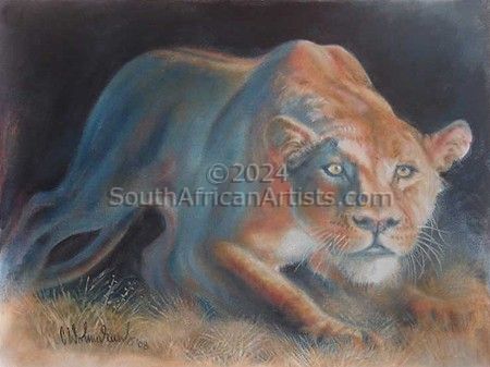 Curious Lioness