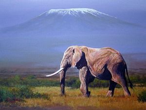 "Kilimanjaro tusker"