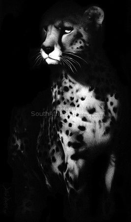 Limited Edition Print - Cheetah