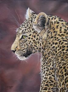 "Young Leopard"