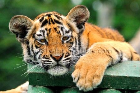 Tiger Cub #6