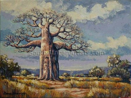 Baobab Tree Northern Transvaal