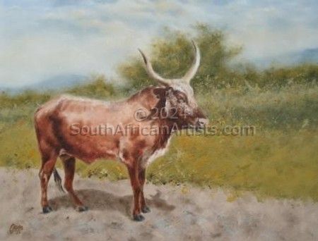 Nguni bull,Zululand