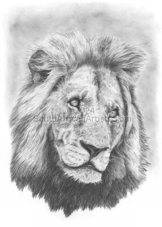 Andre Macdonald - Mapogo Male Lion