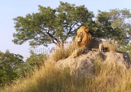 Mapogo Male Lion