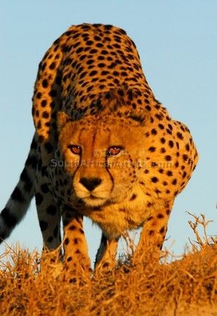 Trevor Savage - Cheetah Pose