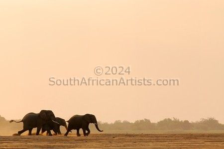 Trevor Savage - Tuli Elephants