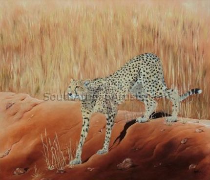 Kalahari Cheetah