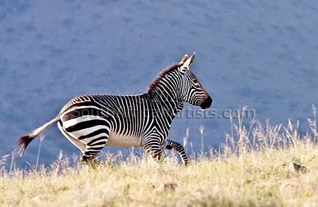Mountain Zebra Running