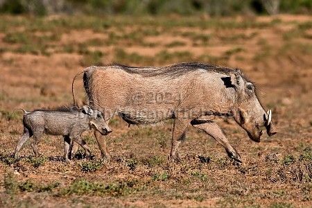 Warthog and Baby