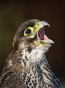 "Peregrine Falcon"