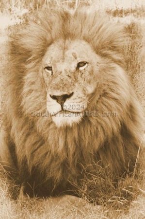 Lion Pride