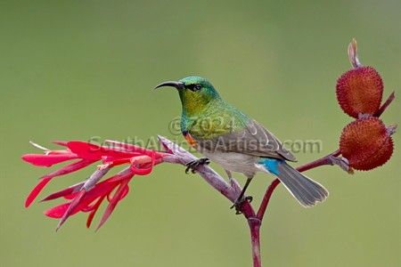 Southern Double-Collared Sunbird 2