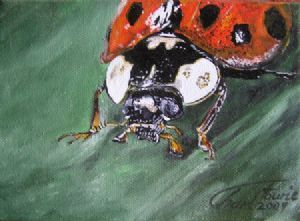 "Bugs-Ladybird 2"
