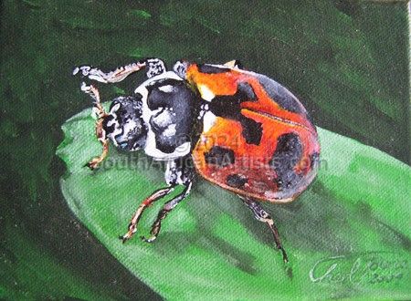 Bugs-Ladybird 3