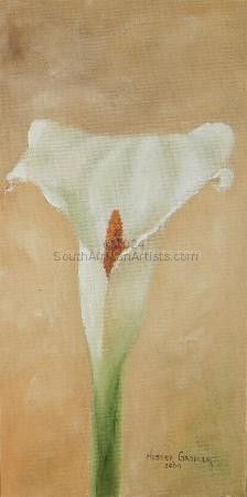 Arum Lily 1