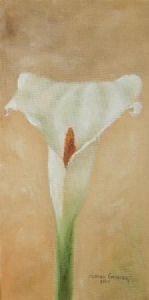 "Arum Lily 1"
