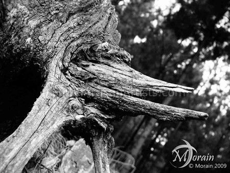 Tree Stump - Black and White