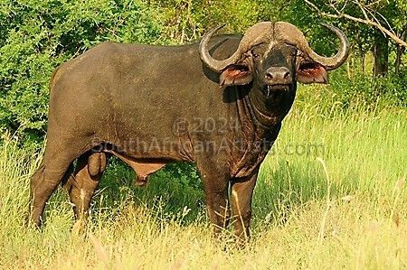Buffalo Bull