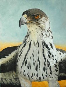 "African Hawk Eagle"